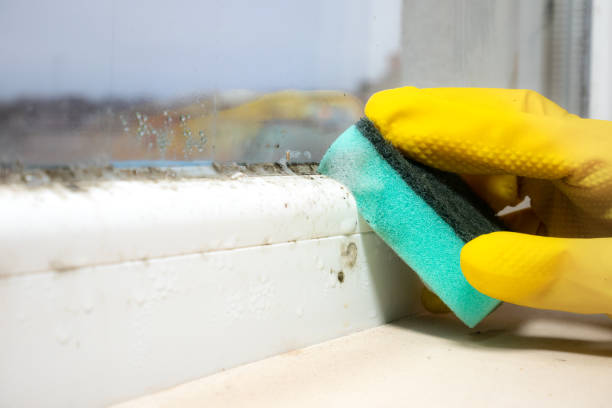 Best Mold Remediation for Rental Properties  in New Wilmington, PA